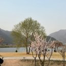 매화공원 이미지