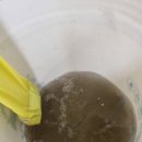 버드나루로 이미지