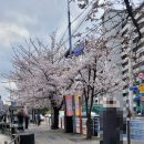 코지짐(330) | 남들 가기 전에 얼른 다녀온 여의도 벚꽃 후기, 17개월 아기와의 산책 성공기 공유해요.🌸