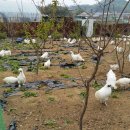 현성농장 이미지