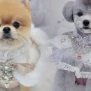 그루밍 하니 이미지