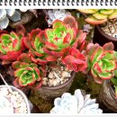 월금농장 이미지