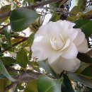 동백아가씨 이미지