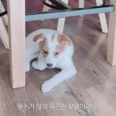 cutey dog 이미지