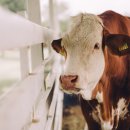 안산동물약국 이미지