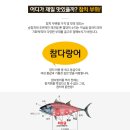 조선참치 - 구미시 | 조선참치
