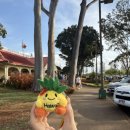 낙원농장2 | 🌈12월 하와이 여행 기록(2)🌴✨ - 일일 투어 (카할라...지도 마을, 새우트럭, 돌 파인애플 농장 +어디더라?)