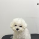 댕바이미 이미지