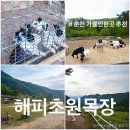 노을목장 | 춘천 인생샷 포토존 해피초원목장 체험 일상 추천 솔직후기