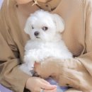 바람난장어 이미지