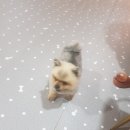 여기서 놀개 이미지