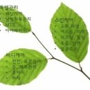 자연미인에스테틱 이미지