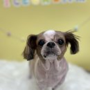 몽셀펫살롱 이미지