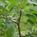 선녀농장 이미지