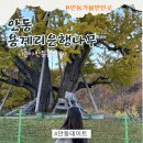 대사로(길안면) | [안동] 올해 우리부부가 달려간 단풍명소는 ' 용계리 은행나무' 방문해 본 솔직후기