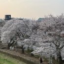 산책 | 전주 벚꽃 명소 아중호수 실시간 개화 현황 산책 후기