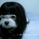 강쥐 Daum카페