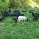 야산염소 이미지