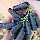 비타민팜 이미지