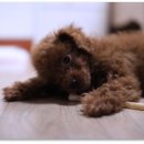 냥이멍이세상 이미지