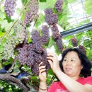 박성기 농장 이미지