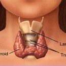 갑상선 질환의 모든 것 이미지