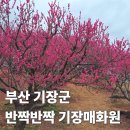 꽃이 피고 비가 내리면 | 부산 뚜벅이 기장 매화원 실시간 매화 명소 개화 시기 꽃구경 가는법
