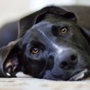 24시루시드동물메디컬센터 이미지