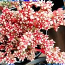 다육사랑화원 이미지