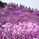 2018년 4월29일-제639차 춘천 푸른 산악회 정기산행 비슬산(블랙야크100대명산) 이미지