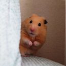 펫토피아 이미지