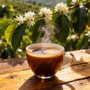 강우농장 | 코스타리카 따라주 커피원두, COSTA RICA TARRAZU SHB Coffeebeans