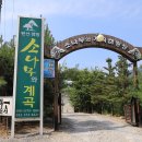 소나무와 계곡 캠핑장