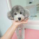 그루밍_light 이미지