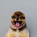 어반독스 이미지