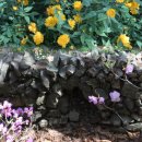 괴정2동-3 이미지