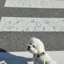 호다다애견유치원 이미지