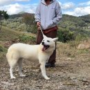 동물농장 이미지