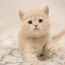 인천고양이분양 도레미캣 이미지