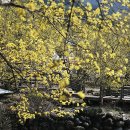 산수유꽃길로 이미지