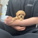 남양주 애견샵 이미지