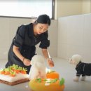 부산애견호텔 강아지유치원 펫퍼센트&코모네하우스 이미지