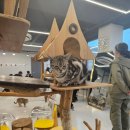 예뻐질:개&고양이카페 | 예뻐질개&amp;고양이카페