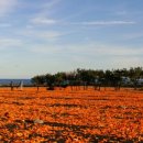 신풍캐빈 이미지