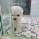 퍼피루미 옥정점 이미지