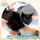 안단테 동물의료센터 | 대구고양이동물병원 24시 바른동물의료센터 나물이 건강검진 후기