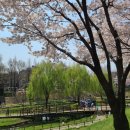 반월놀이공원 | 인천 벚꽃 명소 / 굴포천역 반월놀이공원 / 24년 4월 7일