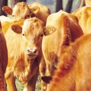 한우리축산 이미지