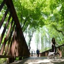 거창 항노화 힐링랜드 자연휴양림 이미지