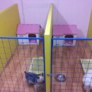 애견1번지 이미지